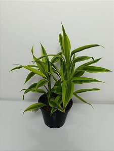 Vaso de Dracena