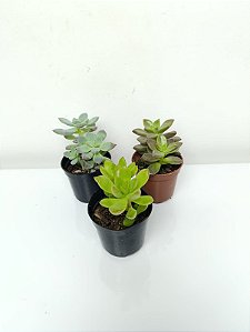 Vaso de Suculenta Mini