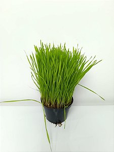 Vaso de Grama de Gato