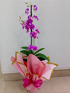 Orquídea Denphalaenopsis Roxa em Vaso Decorado