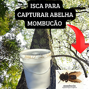 Isca Pronta para Captura de Abelha Mombucão