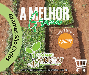 MUDAS DE GRAMAS SÃO CARLOS PLUS ( Consultar Frete )