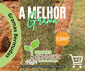 MUDAS DE GRAMAS BERMUDAS ( Consultar Frete )