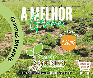 MUDAS DE GRAMAS BATATAIS ( Consultar Frete)