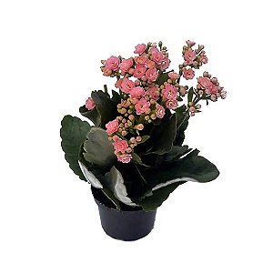 Flor Kalandiva PT11 Único