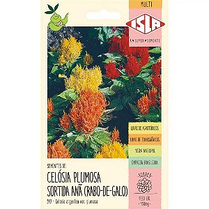 Semente Isla Celosia Plumosa Sortida Anã Rabo De Galo Único