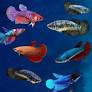 Peixe Betta Femea