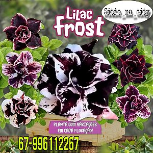 Promoção Enxerto Rosa do Deserto Lilac Frost