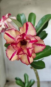 Enxerto Rosa do Deserto New City 1