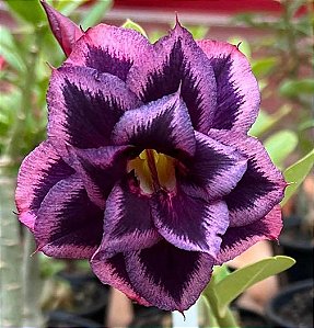 Rosa do Deserto Sansão Enxerto especial