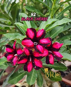 Rosa do Deserto Black Cherry Enxertadas Especial