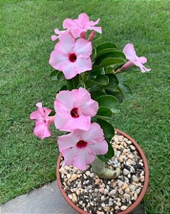 Rosa do Deserto Lucky Pink Enxertada Especial