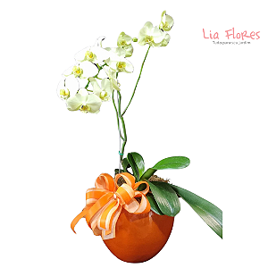 Linda Orquidea Phalaenopsis em vaso Vietnamita