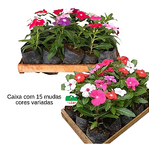 Vinca - Catharanthus roseus caixa 15 mudas
