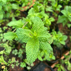 Hortelã - Mentha x piperita L.