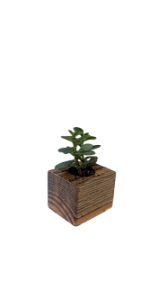 Cubografo - Cachepô - Cubo com planta MOD 02