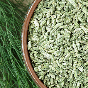 Funcho (Foeniculum vulgare)