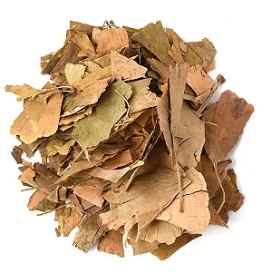 Ginkgo biloba