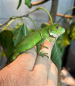 Iguana-Verde Microchipada com Documentação e GTA