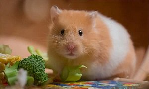 Hamster Sírio