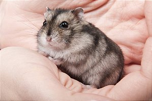 Hamster Anão Russo