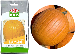 Sementes Abóbora Gigante Mammoth / ISLA PRO / 50g / 200 SEMENTES