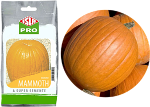 Sementes Abóbora Gigante Mammoth / 50g / ISLA PRO
