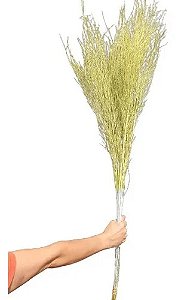 Galhos De Aspargo Seco Verde Limão Decoração Enfeite