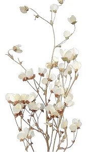 Galhos Seco De Mosquitinho Natural Decoração Enfeite