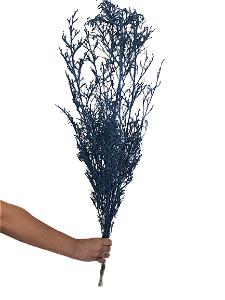 Maço de Milindro Azul Galho Desidratado Decoração