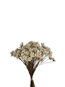 Flor Seca Sempre Viva Branca