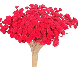 Maço De Sempre Viva Bolinha Vermelha Seca Natural