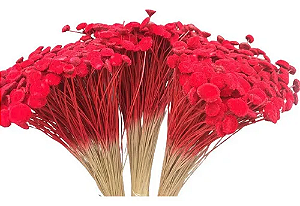 Maços De Sempre Viva Bolinha Vermelha Seca Natural-3UN