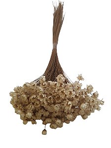 Sempre Vivas Decoração Casamento Lembrança Brancas-200