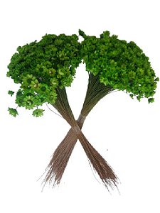 Sempre Vivas Decoração Casamento Lembrança Verde Claro-400