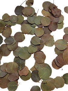 Folha Moeda Seca Totalmente Natural Decoração