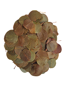 Folha Moeda Seca Totalmente Natural Decoração-3.500 Folhas