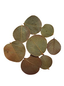 Folha Moeda Seca Totalmente Natural Decoração-350 Folhas
