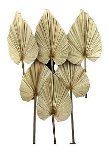 Folhas De Latania Com Avaria Decoração Seca Natural-6UN