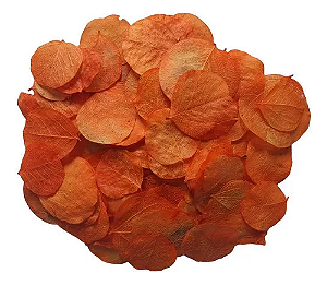 Folhas Moeda Secas Desidratadas Laranja - 100 Folhas