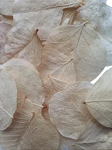 Folhas Secas Desidratadas Amarelo Claro Decoração Enfeite