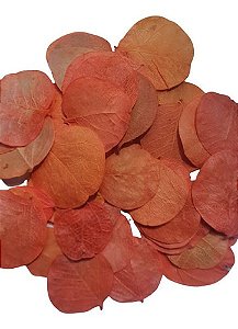 Folhas Secas Desidratadas Decoração Enfeite