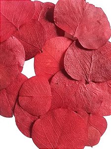 Folhas Secas Desidratadas Vermelha Decoração Enfeite