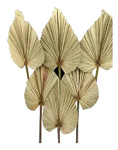 Kit Com 6 Folhas De Latania Seca Natural Decoração Arranjo