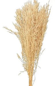 Capim Arrozinho Alvejado Seco Natural Decoração