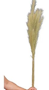 Capim Seco Natural Rabo De Raposa Decoração Arranjo