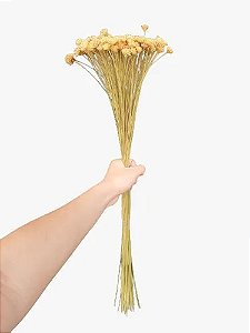 Flor Espeta Nariz Seca Natural Decoração Enfeite (  1 Maço )