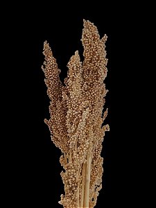 Flor Sorgo Natural Seco Alvejado Para Decoração Arranjos-2UN