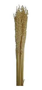 Flor Sorgo Seco Alvejado Natural Para Arranjos E Decoração