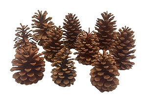 Pinha de Pinheiro Natural Desidratada Pequena - 12un